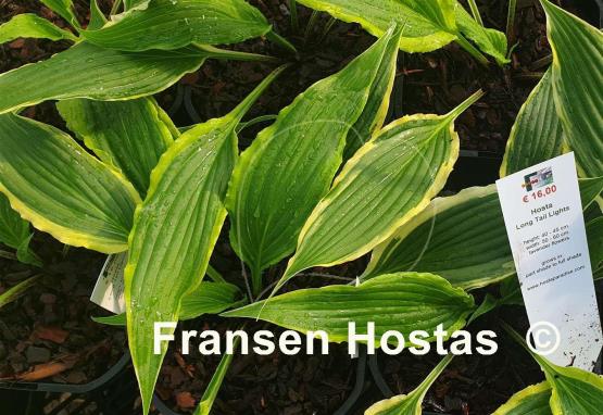 Hosta Long Tail Lights